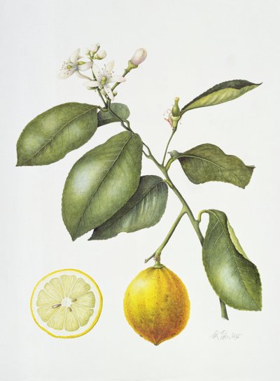 Citrus Bergamot by Margaret Ann Eden